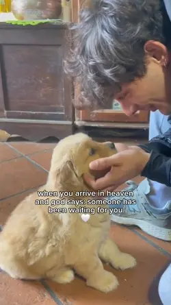 Pet [POV]