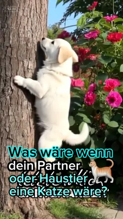 Ki🐾PARTNER Transform