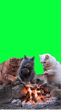 Cat green screen