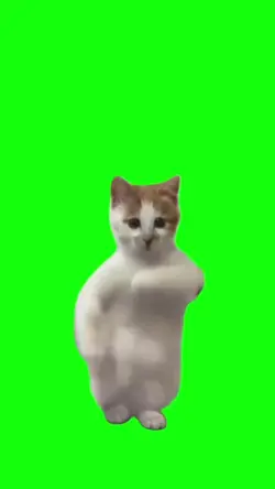 Viral Joged Kucing