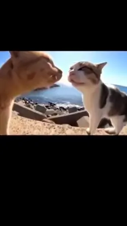Funny cat fight 
