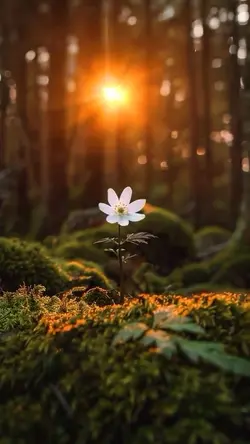 nature vibes
