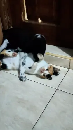 Kucing dan anjing