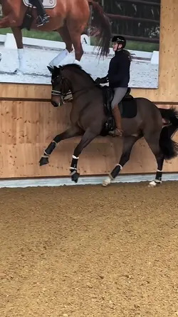 Dressage questrians