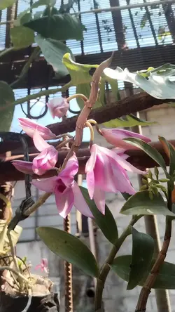 orchid 