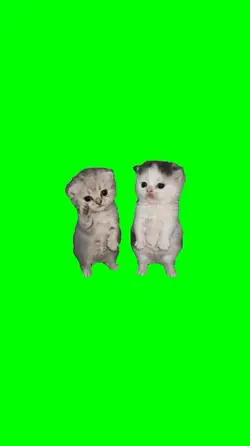 cats dancing to work