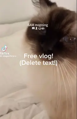 The cattt 