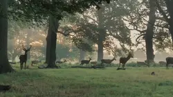 aesthetic