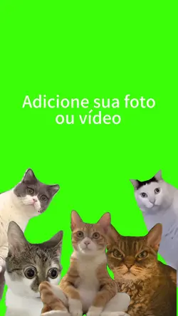 Gatinhos.