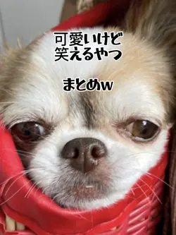やっぱりうちの子が1番可愛いw