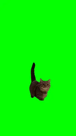 cat walking 