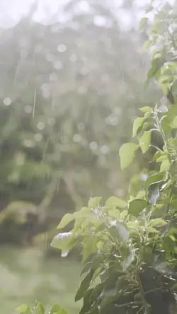 Rain