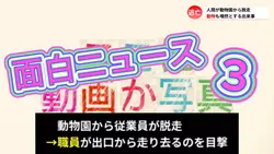 脱走ニュース