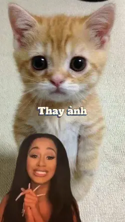 meme cardi b 