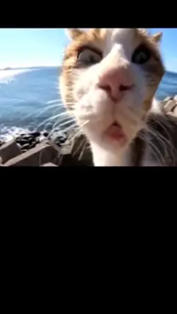 funny cat fight