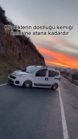 köpeklerin dostluğu