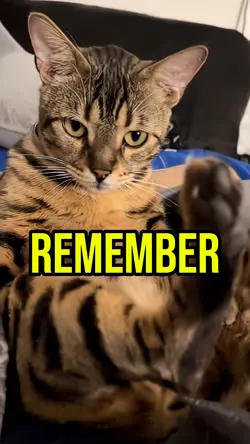 Remember this 😺😼😹