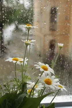 Rainy thursdah