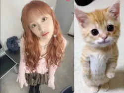 cute cat standing
