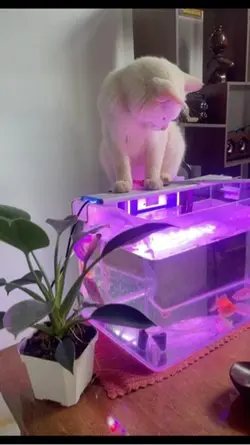 🙀