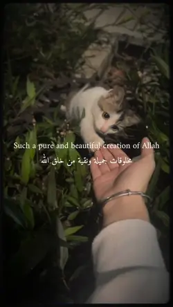 Pure Soul روح بريئة