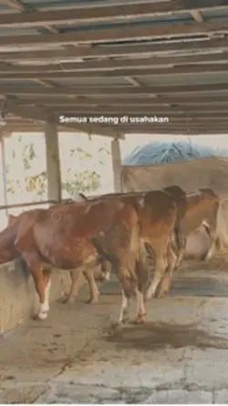 Sapi joget