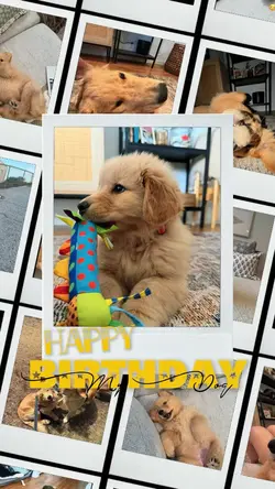 Birthday my dog