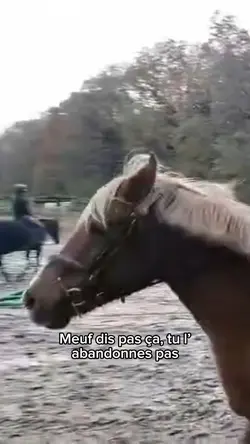 Essaie c modèle !