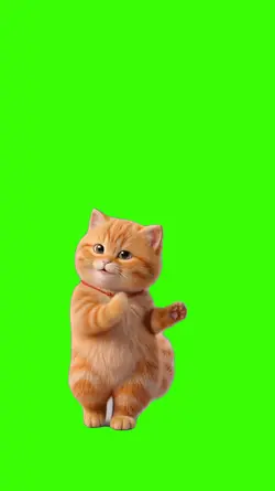 Cat/Gato