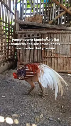 kata kata keren