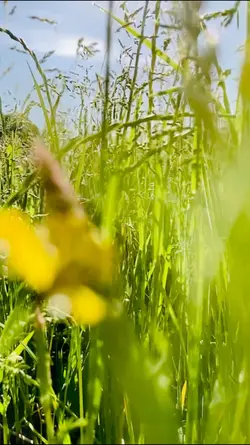 Transition video 