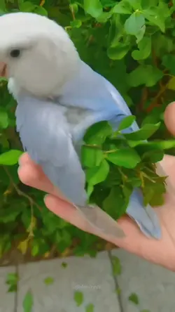 burung pintar