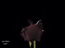 Flower dying 🥀