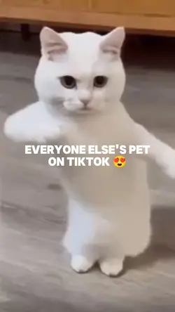 Pet Meme Template