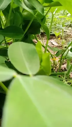 story petani