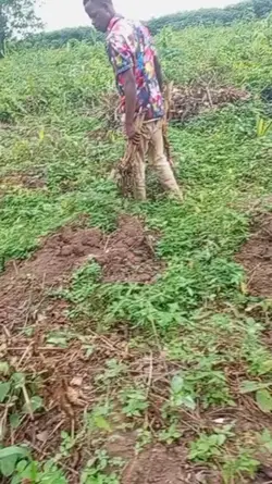 Farm