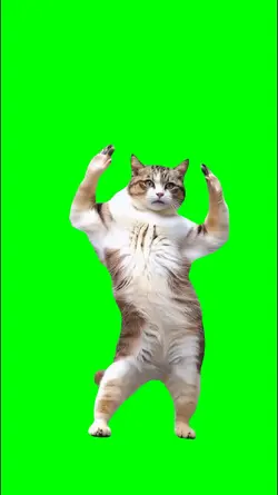 cat Coco Chanel danc