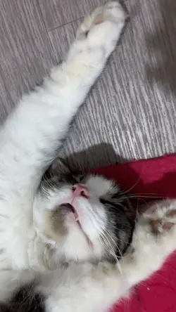 pose tidur kucing