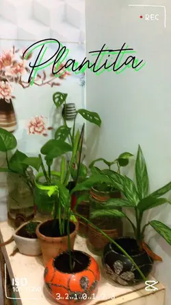 Plants 🍃