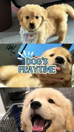 DOG'S PLAYTIME