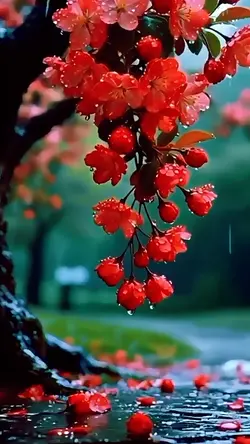 Fiori Colorati