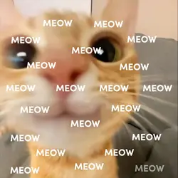 MEOW