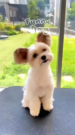 funny Dog