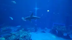 Sea creatures