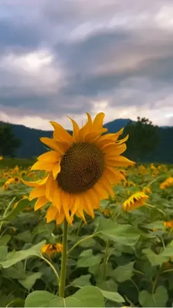 Hatat güzel 🌿✨