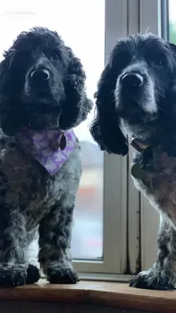 Ai cartoon dogs