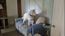 Dramatic husky howl