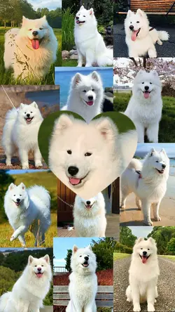 YOUR PET LOVE