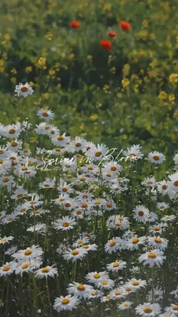 Spring in Bloom