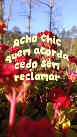 Acho chic